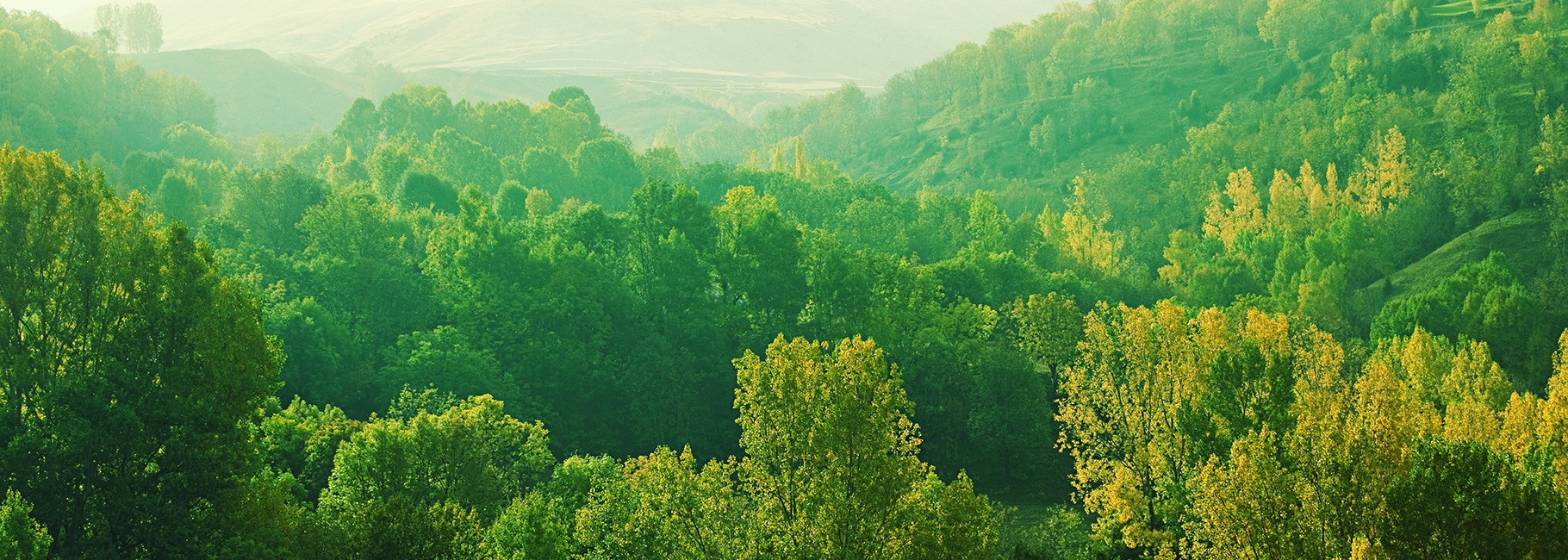 Une forêt verte
